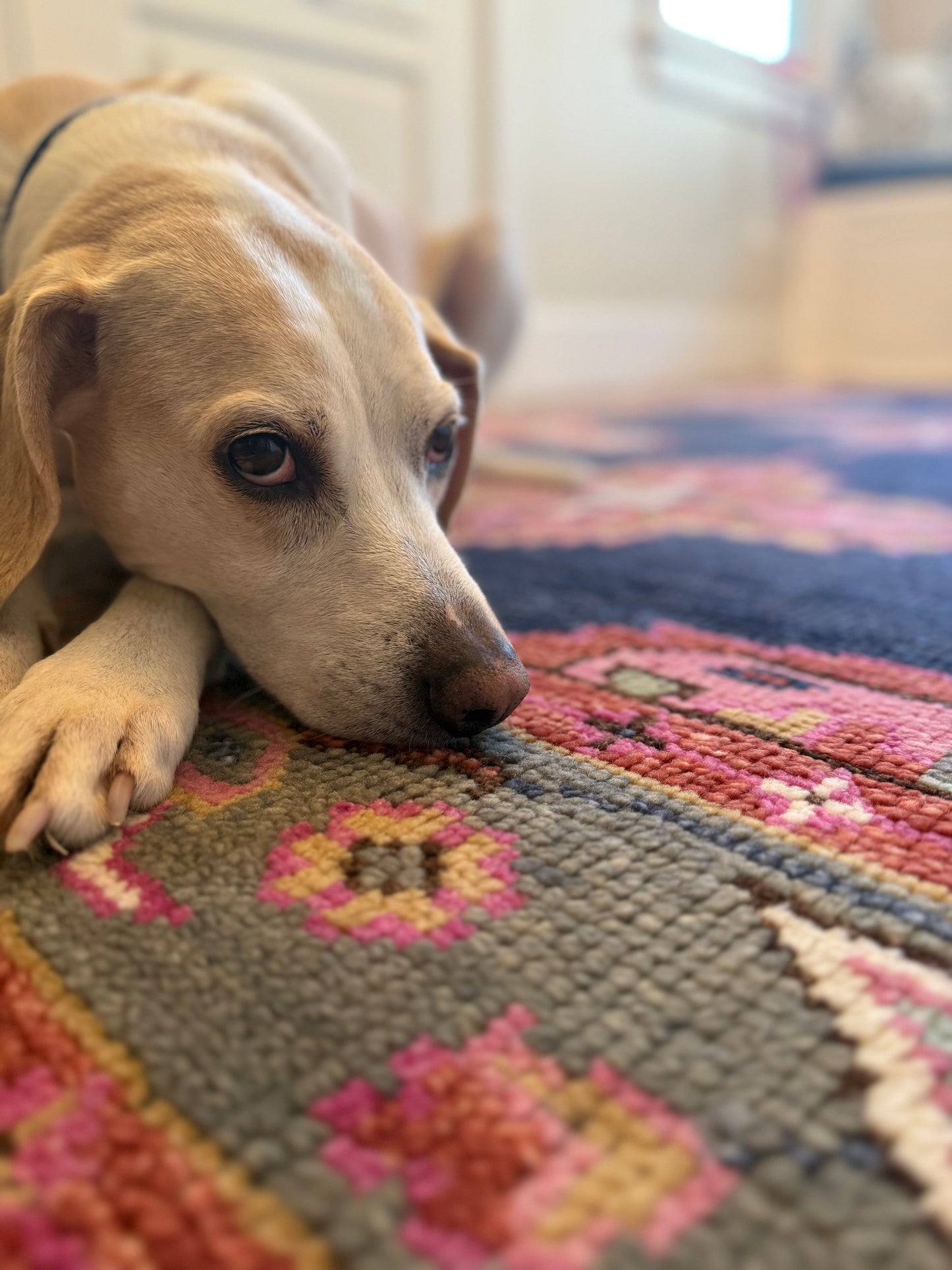 Hazel